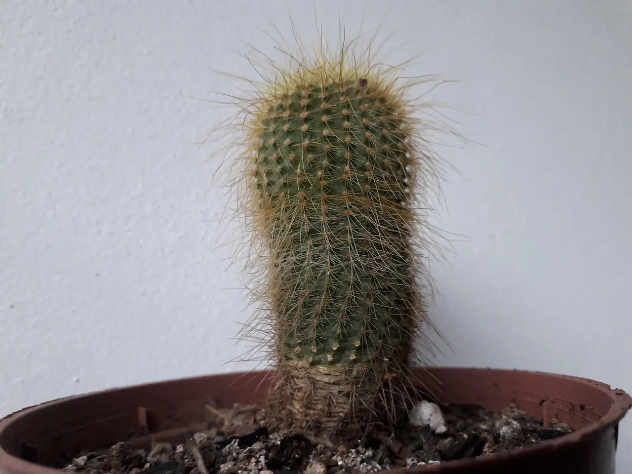 Hvad kommer hælspore af? Find ud af sandheden - og slip for smerterne