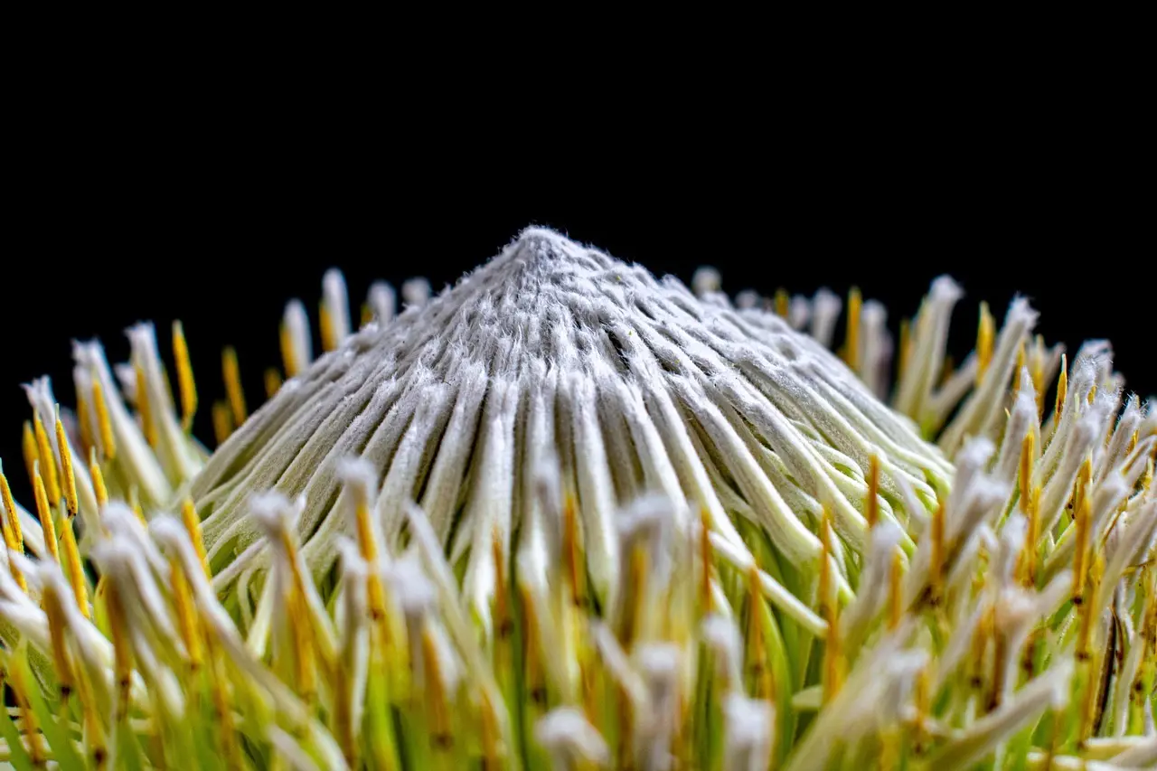 Hvor sidder hælspore? Opdag tegnene, årsagerne og de hurtige løsninger