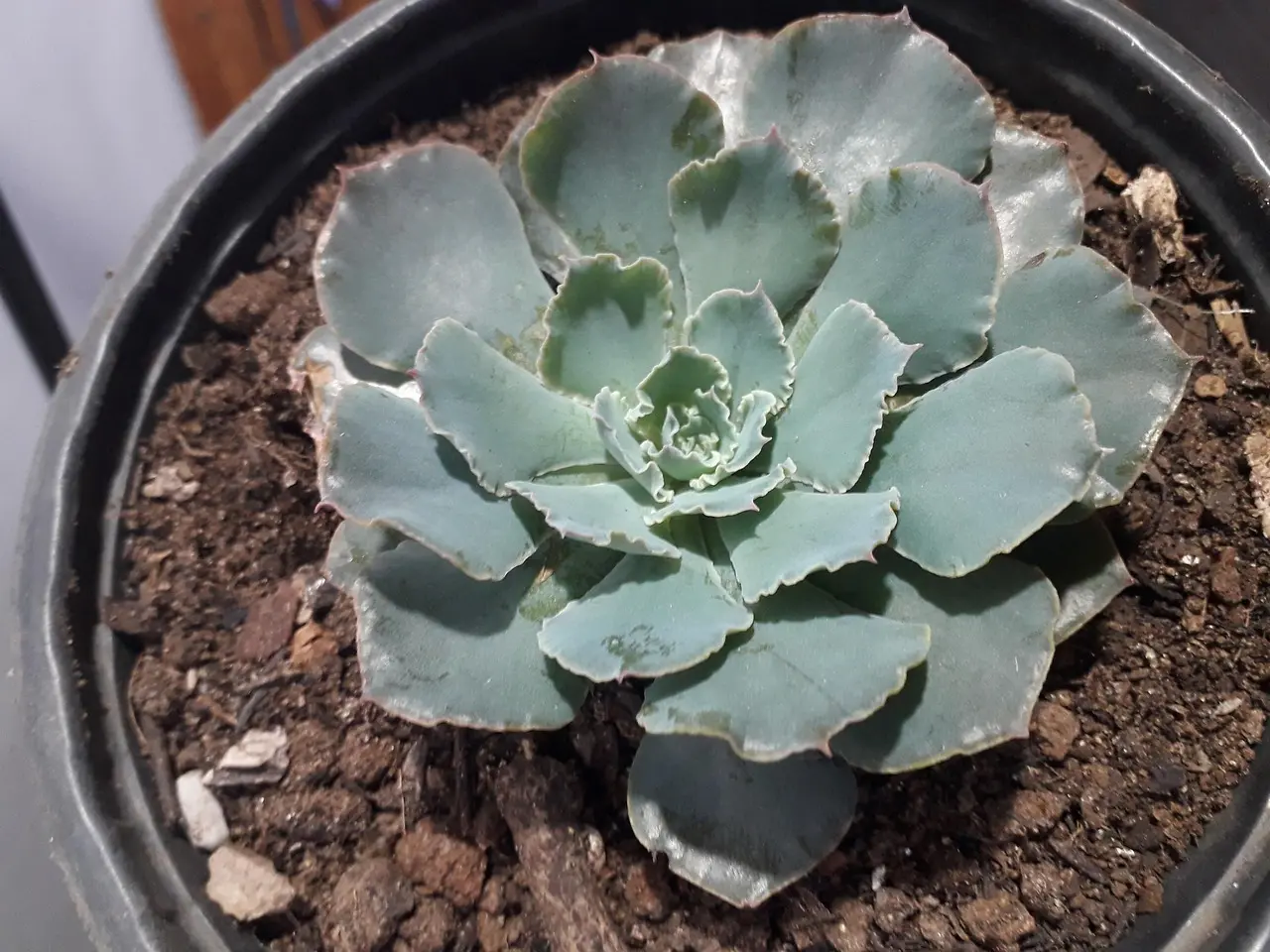 Hvorfor får man hælspore? De skjulte årsager - og hvad du kan gøre i dag