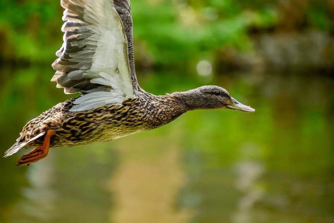 Præposition Krydsord guide